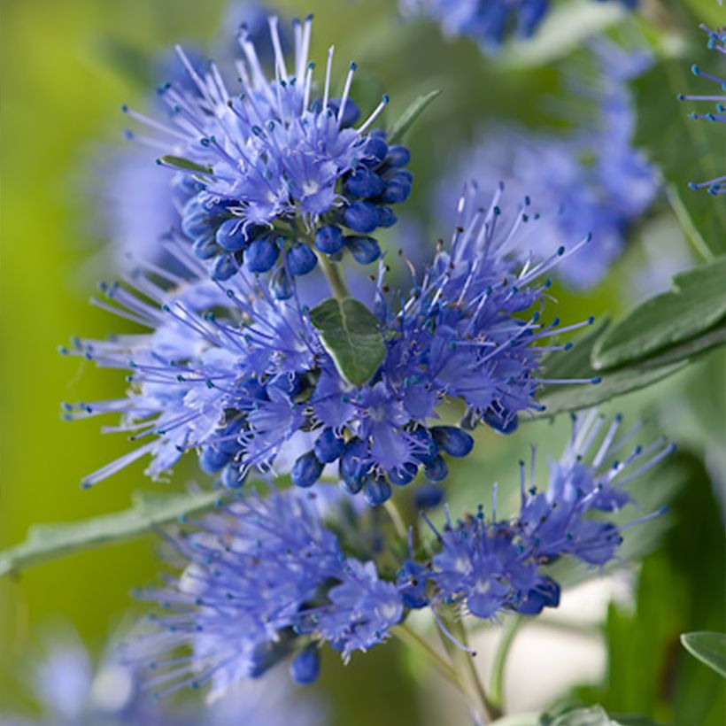 Caryopteris x clandonensis Blauer Spatz (Oiseau Bleu) (Floraison)
