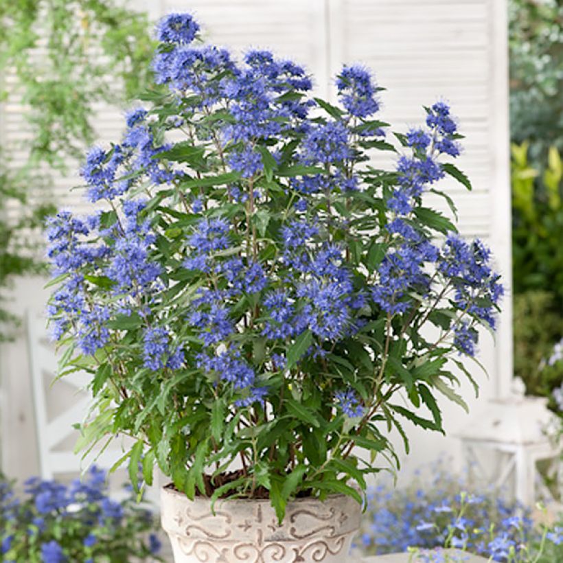 Caryopteris x clandonensis Blauer Spatz (Oiseau Bleu) (Port)