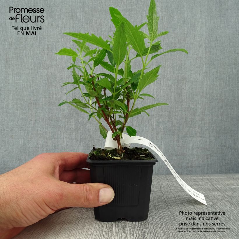 Spécimen de Caryopteris x clandonensis Camara Dark Blue - Spirée bleue - Godet de 8/9 cm tel que livré au printemps