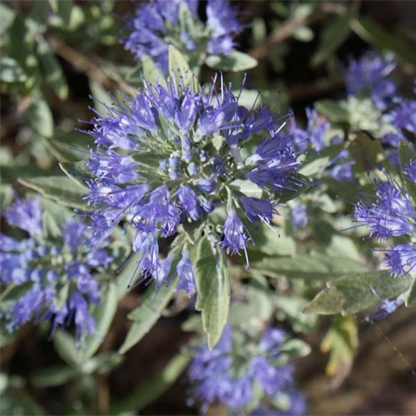 Caryopteris clandonensis Heavenly Blue - Spirée bleue (Floraison)