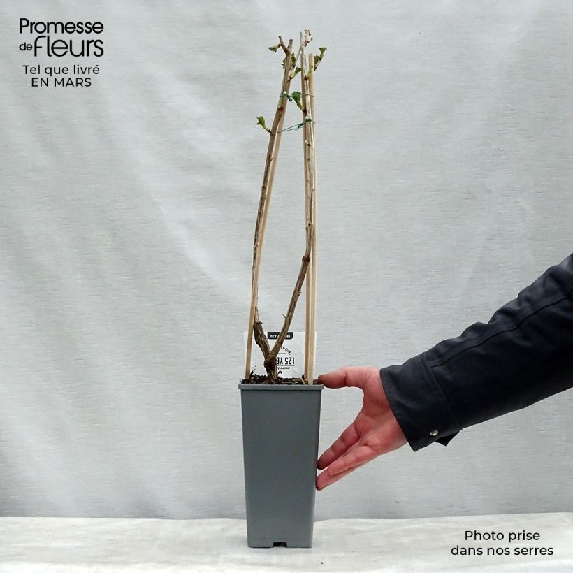 Spécimen de Casseiller Jostaberry - Ribes x nidigrolaria Pot de 1,5L/2L tel que livré au printemps