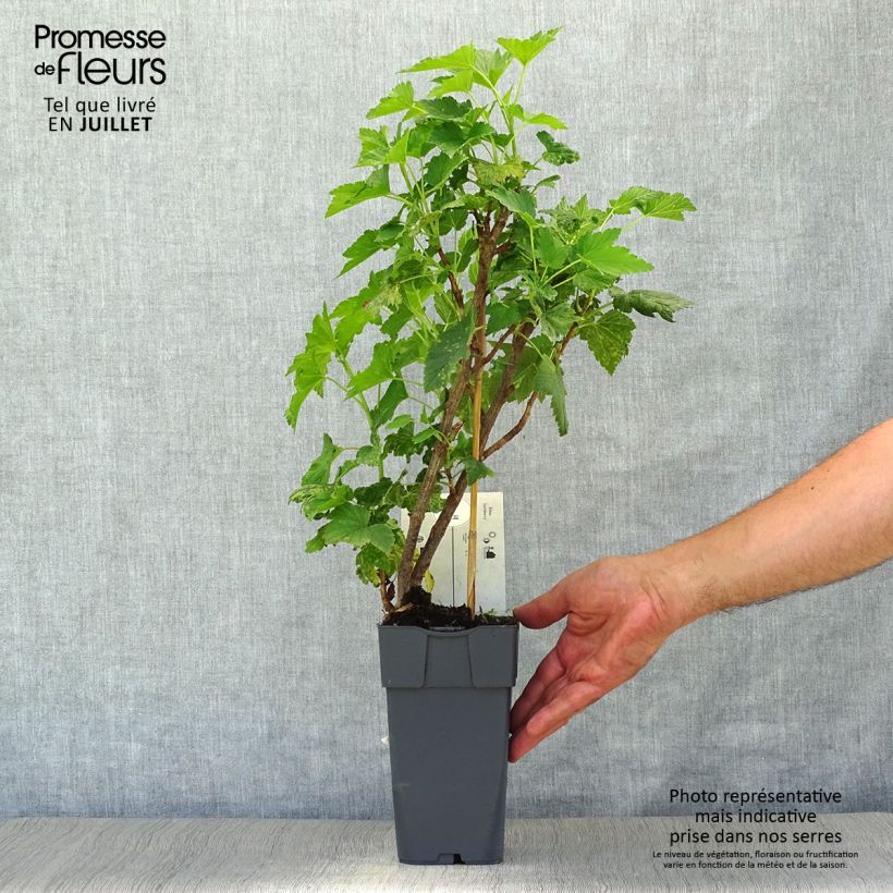 Spécimen de Casseiller Jostaberry - Ribes x nidigrolaria en pot de 2l/3l tel que livré en été
