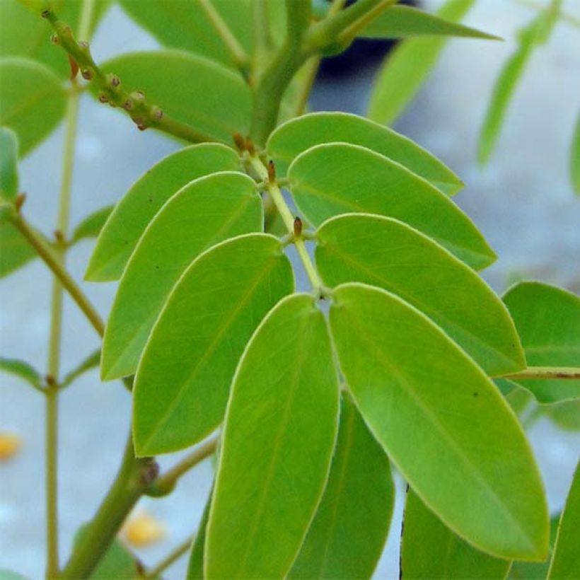 Cassia floribunda - Senné (Feuillage)