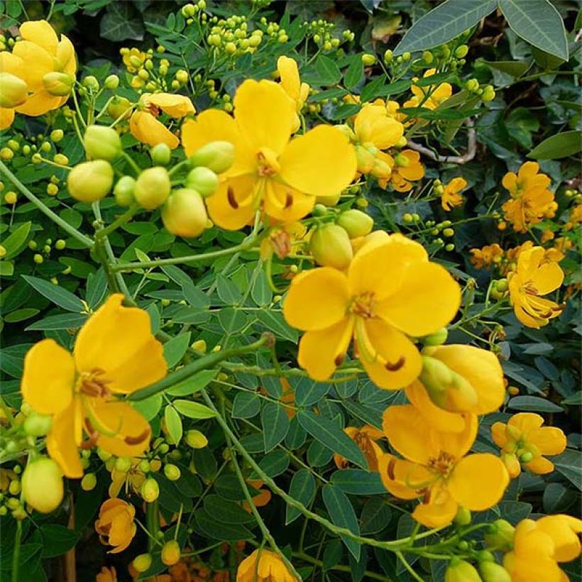 Cassia floribunda - Senné (Floraison)