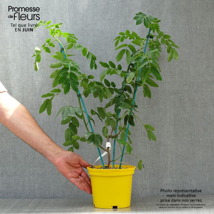 Spécimen de Cassia floribunda - Senné Pot de 2L/3L tel que livré en été