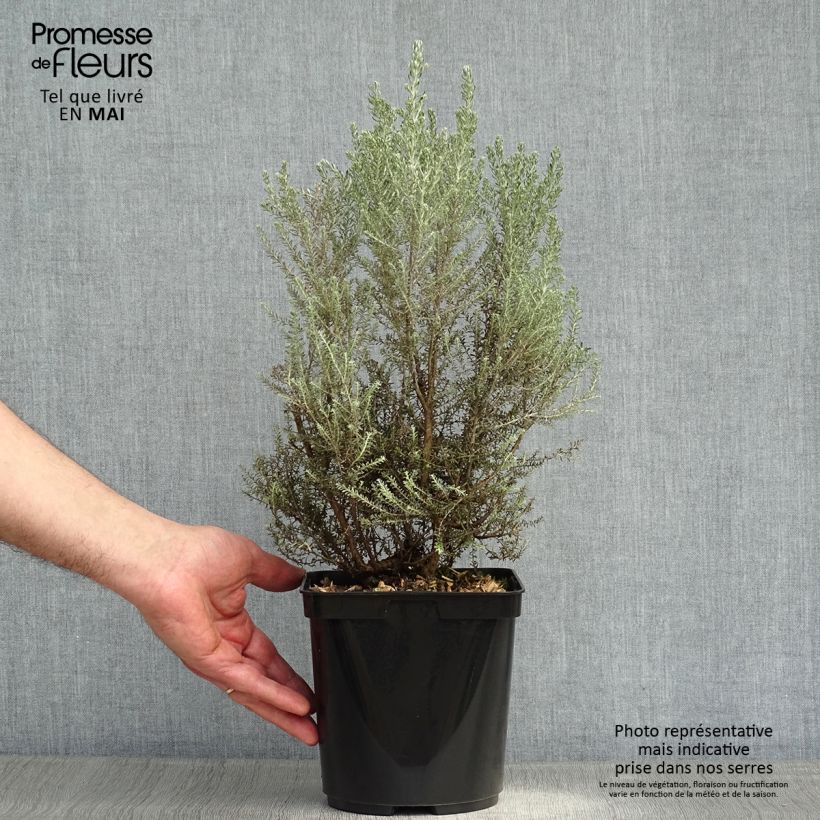 Spécimen de Cassinia retorta Ward Silver - Buisson miel  tel que livré au printemps