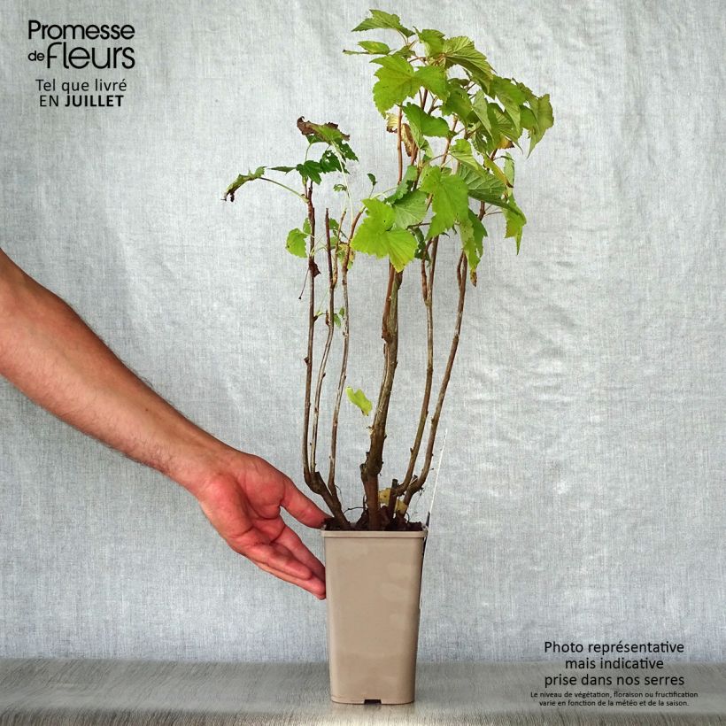 Spécimen de Cassissier Andega (autofertile) Pot de 1,5L/2L, Buisson tel que livré en été