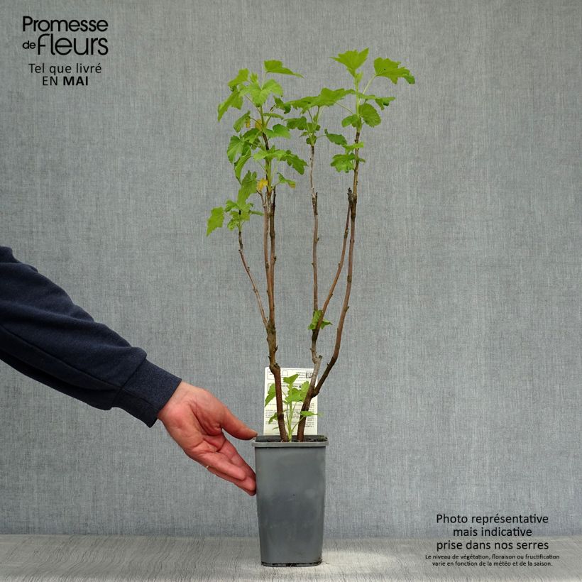 Spécimen de Cassissier Andega Bio Pot de 1,5L/2L tel que livré au printemps
