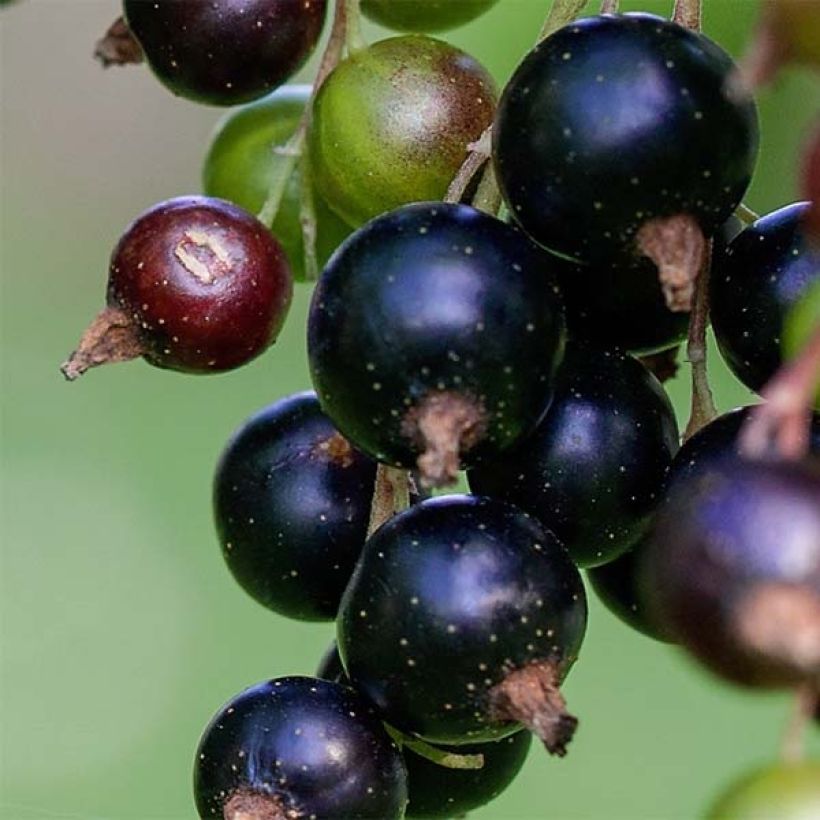 Cassissier Andega Bio (Récolte)