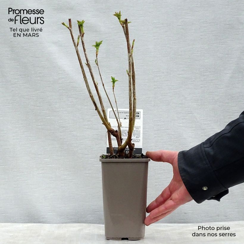 Spécimen de Cassissier Black Down - Pot de 1,5L tel que livré au printemps