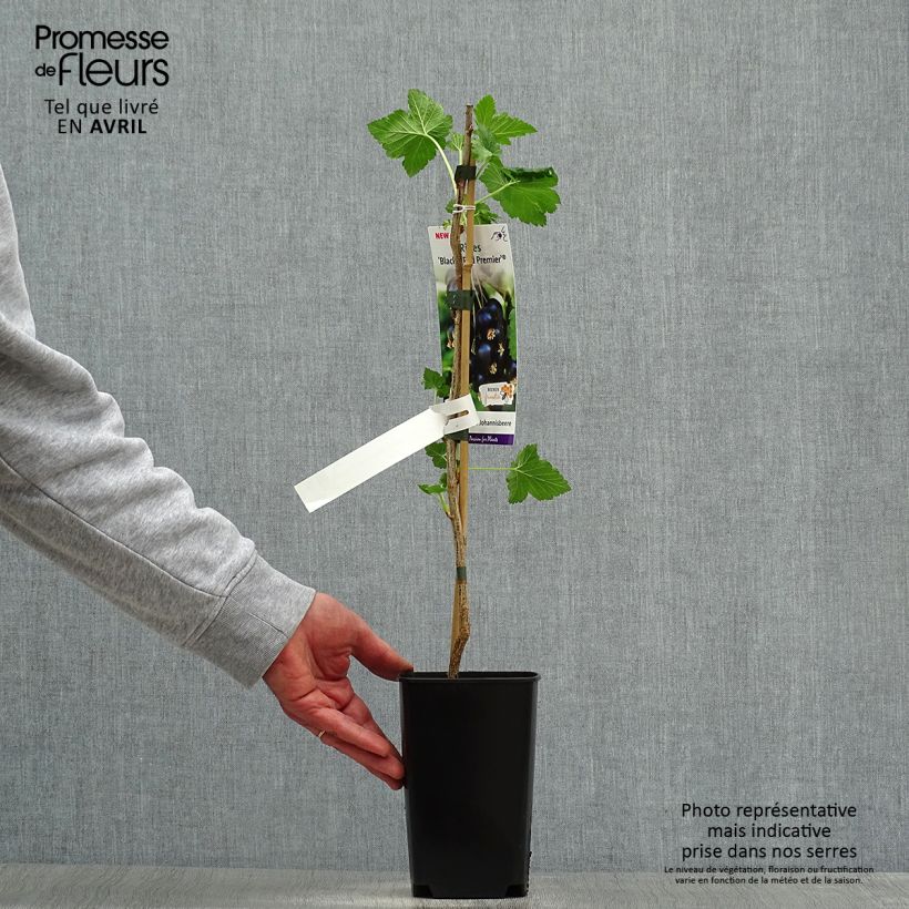 Spécimen de Cassissier Black'n Red Premiere - Ribes nigrum Pot de 1,5L/2L, BuissonHauteur livrée env. 30/40cm tel que livré au printemps