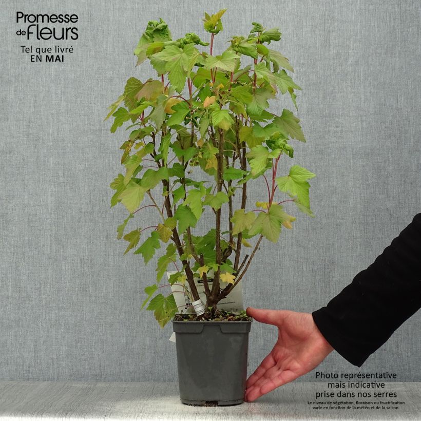 Spécimen de Cassissier Delbard Robusta - Ribes nigrum 2l/3l tel que livré au printemps