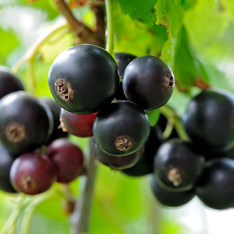 Cassissier Delbard Robusta - Ribes nigrum (Récolte)