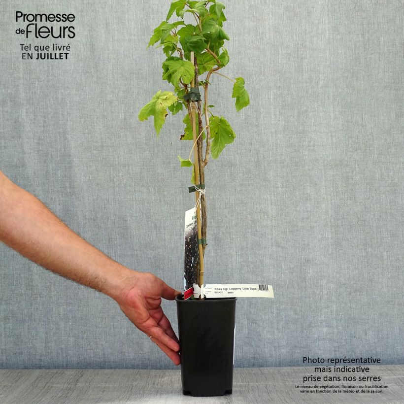 Spécimen de Cassissier Little Black Sugar Pot de 1,5L/2L, Buisson tel que livré en été