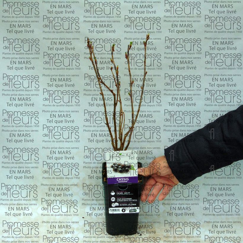 Exemple de spécimen de Cassissier Noiroma Pot de 1L/1,5L tel que livré
