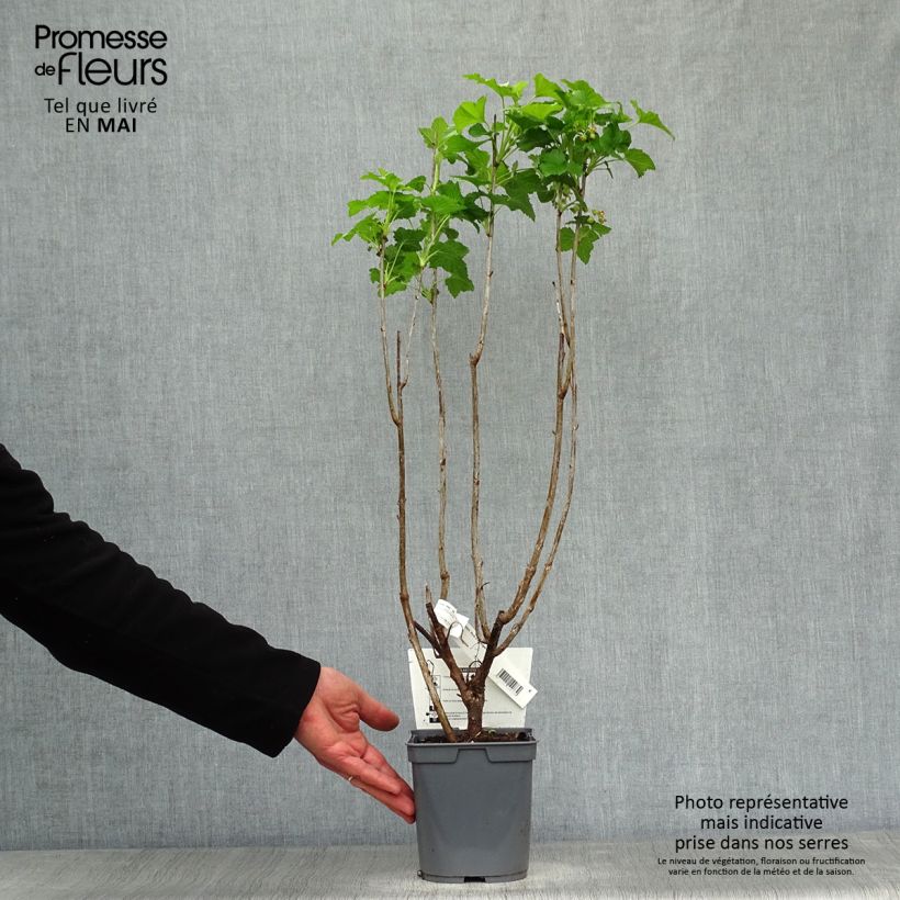 Spécimen de Cassissier Perles d'Auvergne - Georges Delbard Pot de 2L/3L tel que livré au printemps