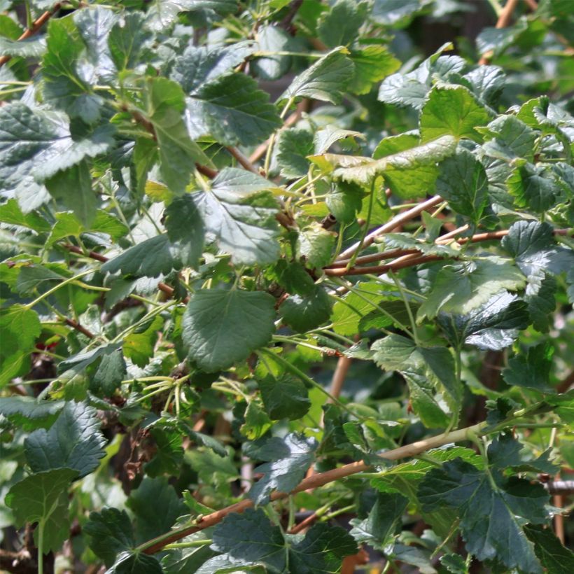 Cassissier - Ribes nigrum (Feuillage)