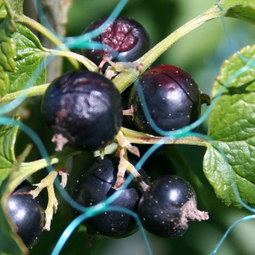 Cassissier - Ribes nigrum (Récolte)