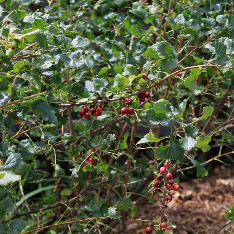 Cassissier - Ribes nigrum (Port)