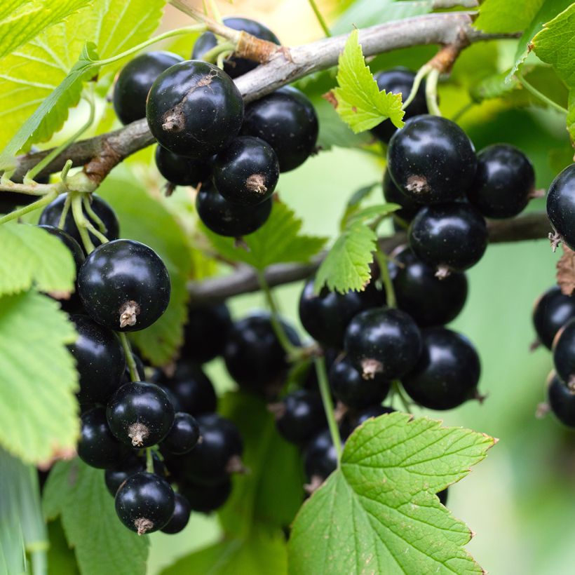 Cassissier Titania Bio - Ribes nigrum (Récolte)