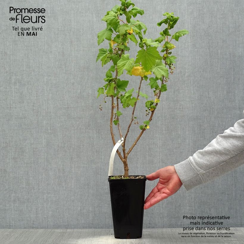 Spécimen de Cassissier Troll - Ribes nigrum Pot de 2L/3L tel que livré au printemps