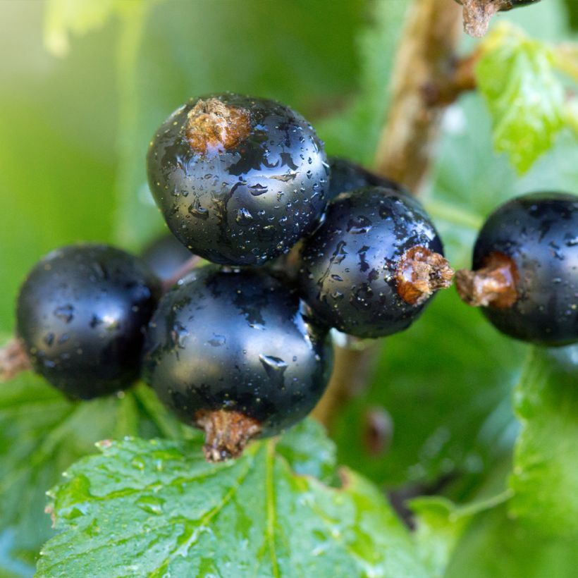 Cassissier Troll - Ribes nigrum (Récolte)