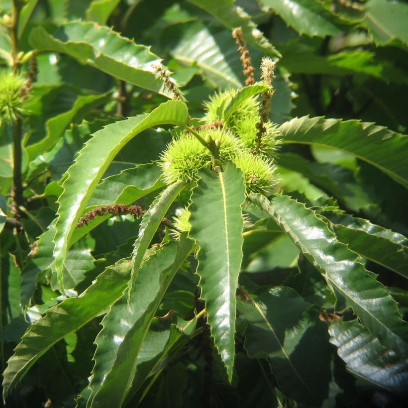 Châtaignier commun - Castanea sativa (Feuillage)