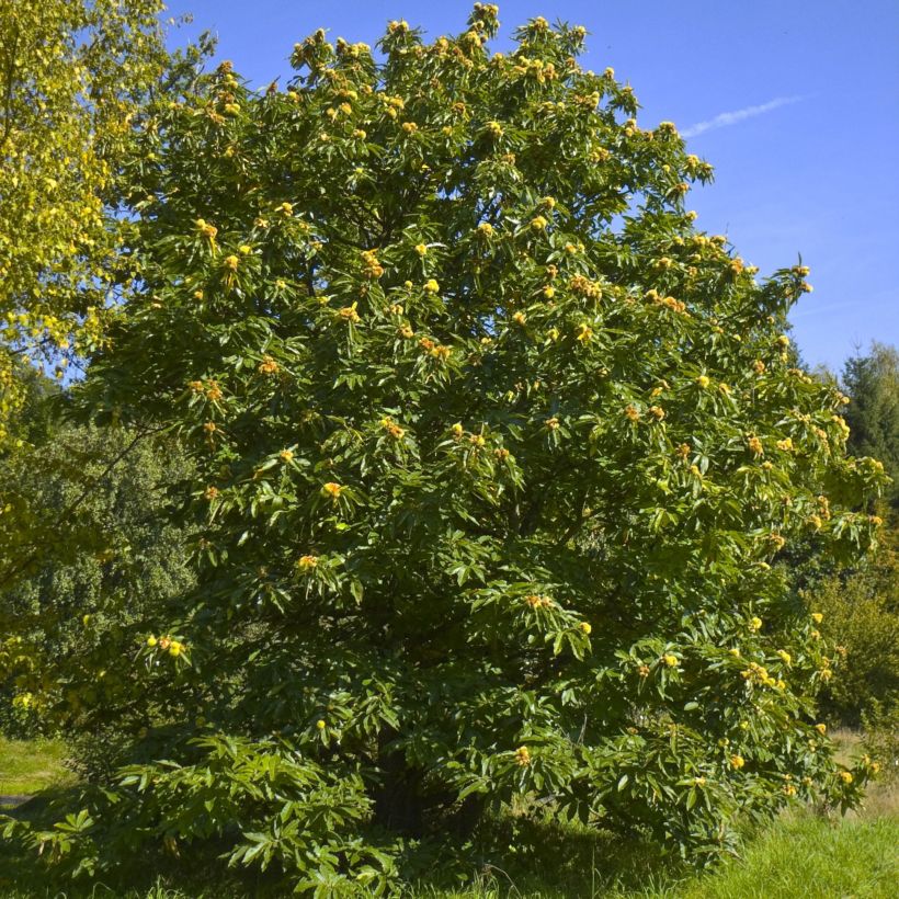 Châtaignier commun - Castanea sativa (Port)