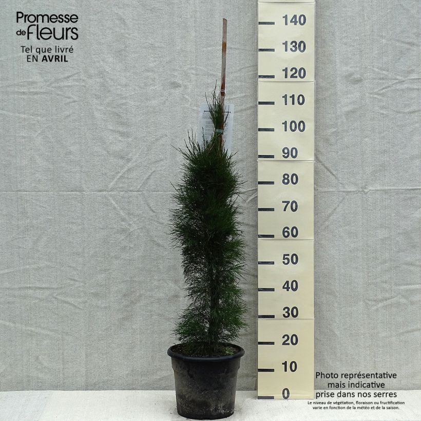 Spécimen de Casuarina equisetifolia - Filao, Pin australien - Pot de 7,5L/10L tel que livré au printemps