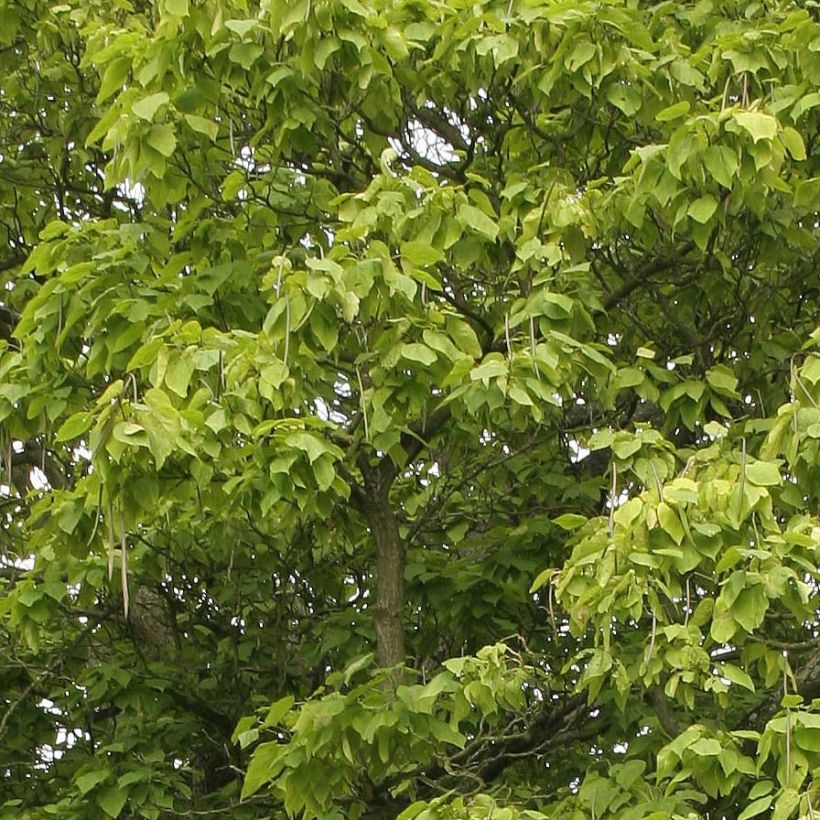 Catalpa bignonioides - Catalpa commun (Feuillage)