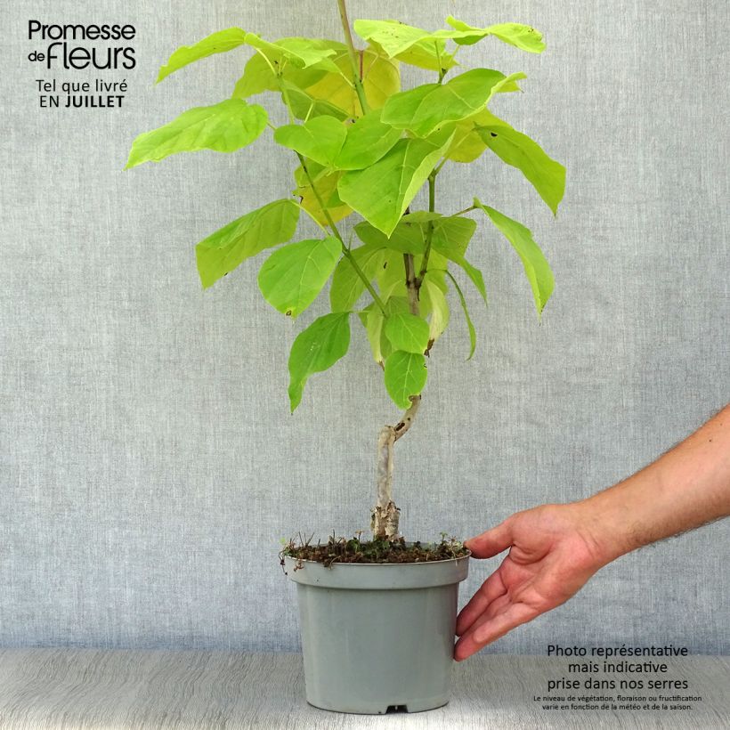 Spécimen de Catalpa bignonioides Aurea - Catalpa doré Pot de 2L/3L tel que livré en été