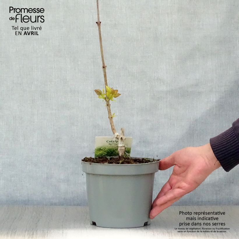 Spécimen de Catalpa bignonioides Aurea - Catalpa doré en pot de 2/3L tel que livré au printemps