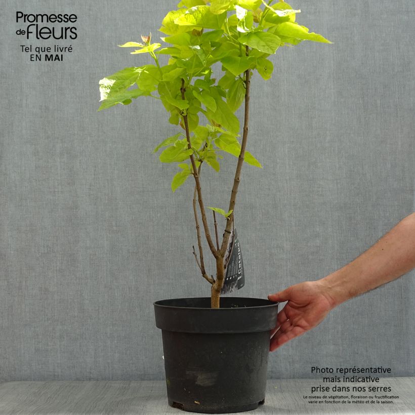 Spécimen de Catalpa bignonioides Aurea - Catalpa doré en pot de 4/5L tel que livré au printemps