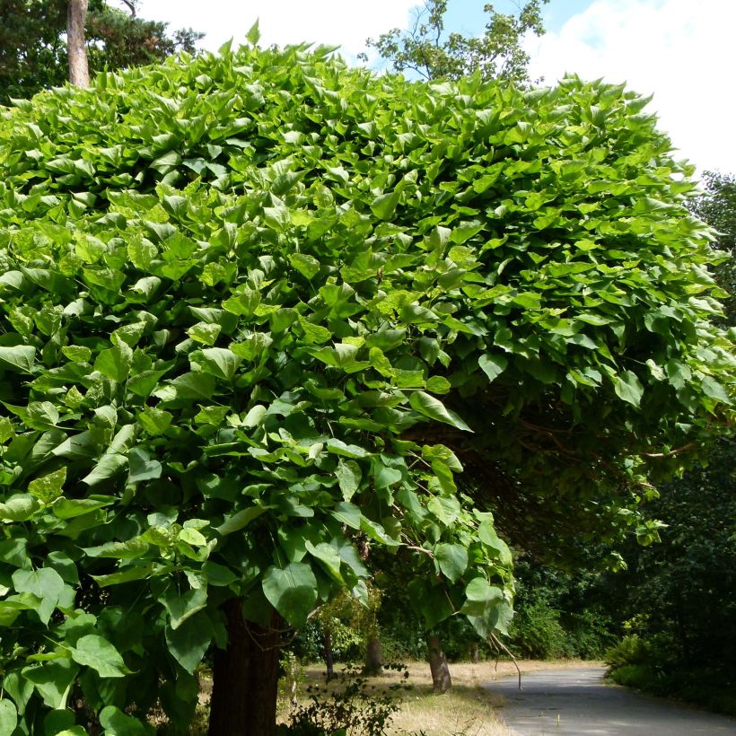 Catalpa bignonioides Nana - Catalpa boule (Port)