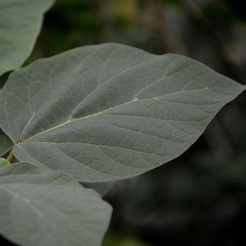 Catalpa erubescens Purpurea - Catalpa pourpre (Feuillage)