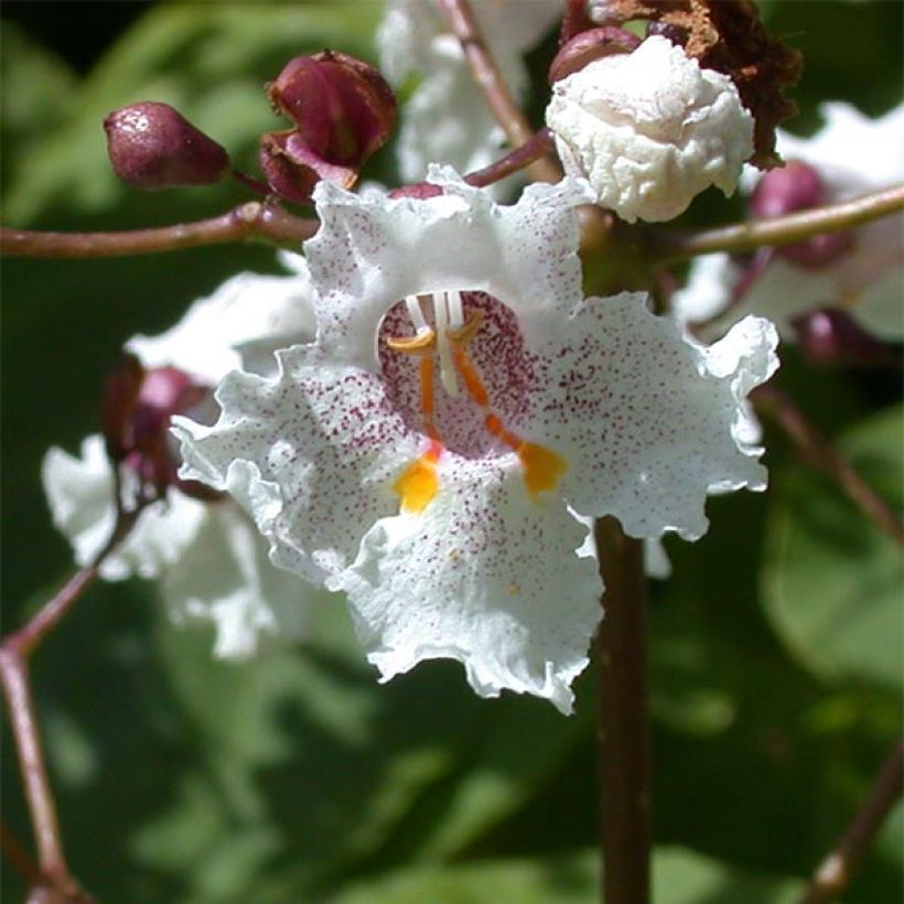 Catalpa erubescens Purpurea - Catalpa pourpre (Floraison)