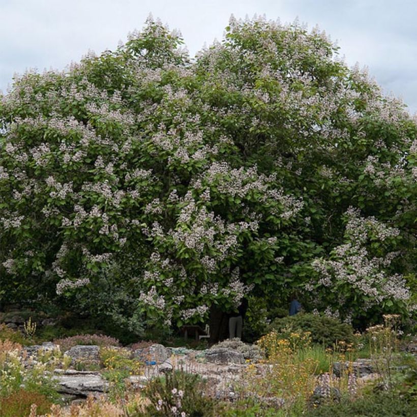 Catalpa erubescens Purpurea - Catalpa pourpre (Port)