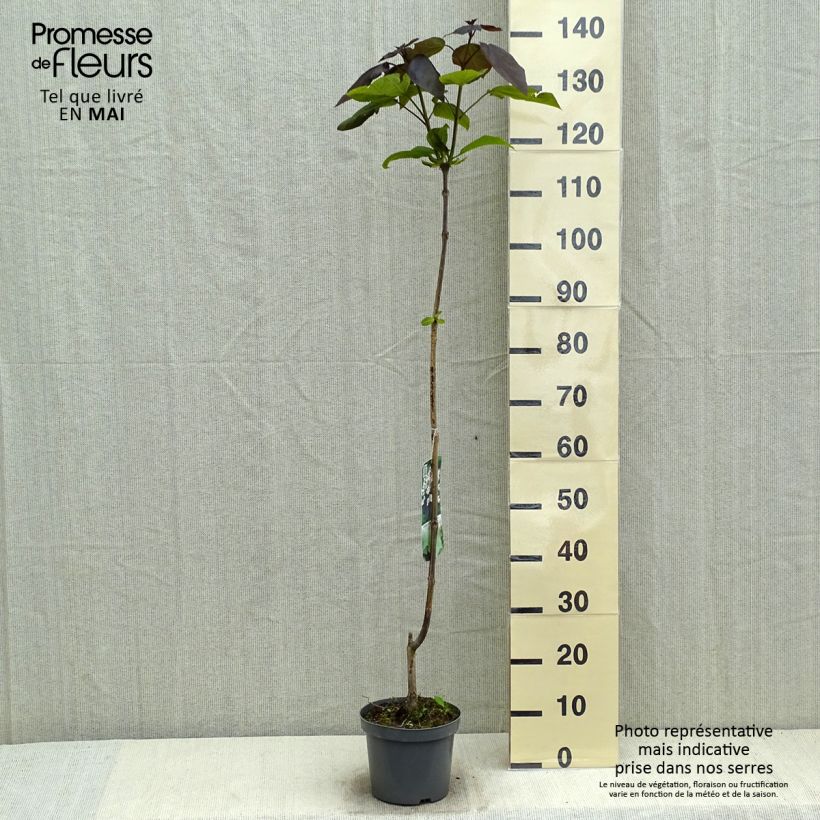 Spécimen de Catalpa erubescens Purpurea - Catalpa pourpre Pot de 3L/4L tel que livré au printemps