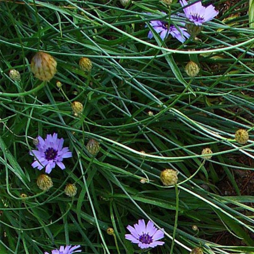 Catananche caerulea - Cupidone Godet de 8/9cm (Feuillage)