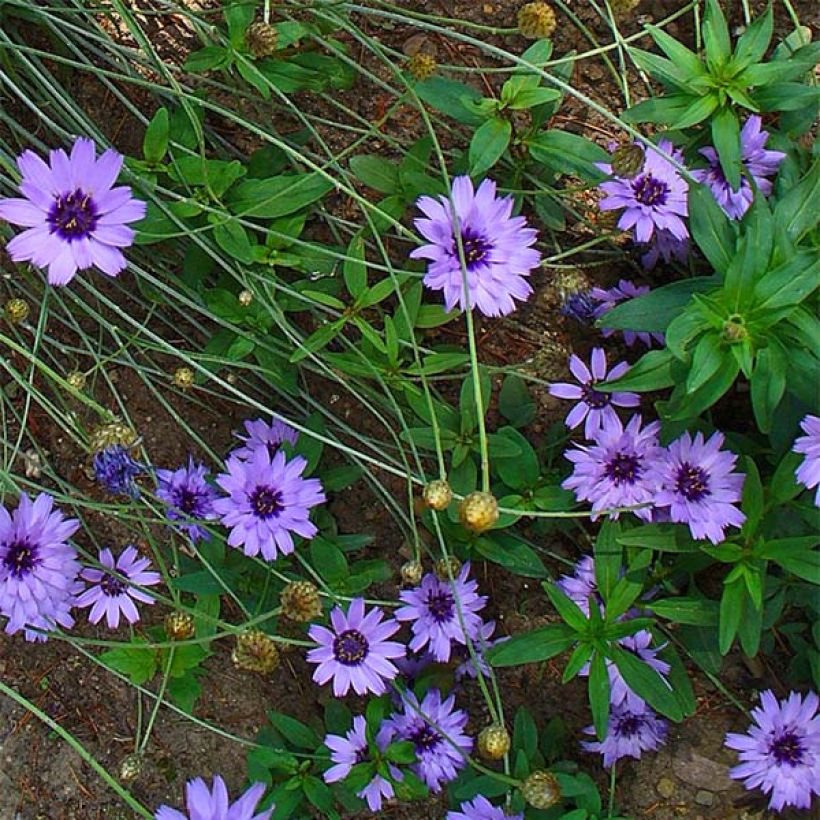 Catananche caerulea - Cupidone (Floraison)