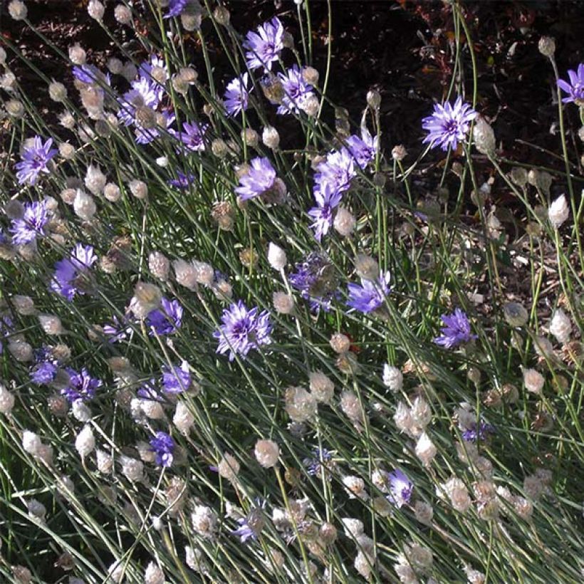 Catananche caerulea - Cupidone (Port)