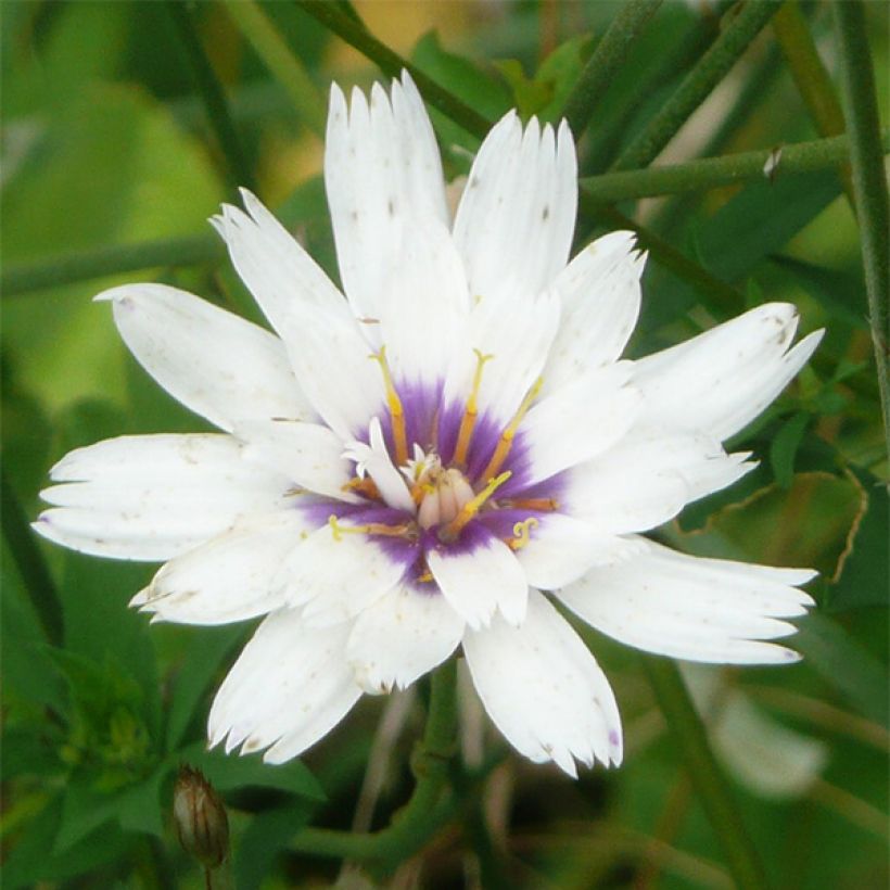Catananche caerulea Alba - Cupidone blanche (Floraison)