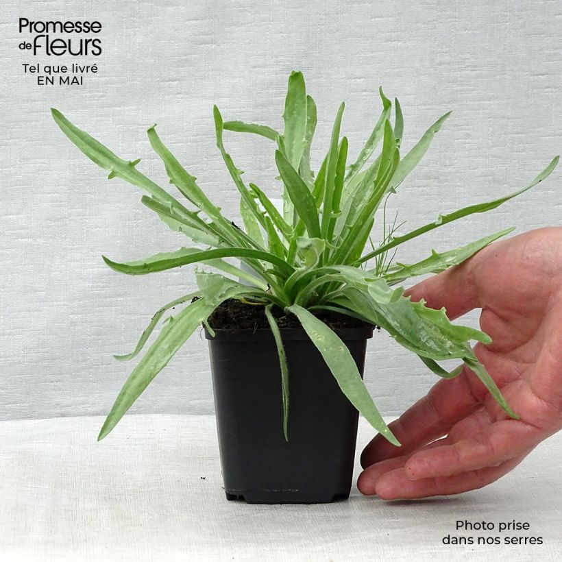 Spécimen de Catananche caerulea Alba - Cupidone blanche Godet de 9cm tel que livré au printemps