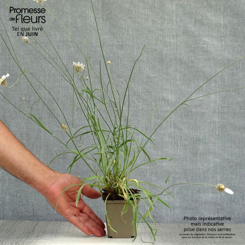 Spécimen de Catananche caerulea Alba - Cupidone blanche Godet de 8/9 cm tel que livré en été