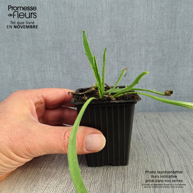 Spécimen de Catananche caerulea - Cupidone Godet de 7/8 cm tel que livré en automne