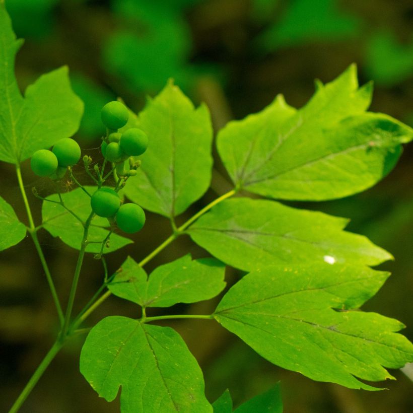 Caulophyllum thalictroides (Feuillage)