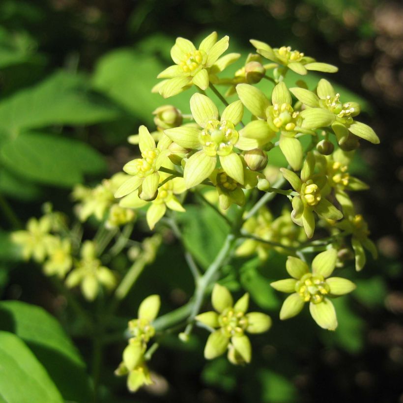 Caulophyllum thalictroides (Floraison)