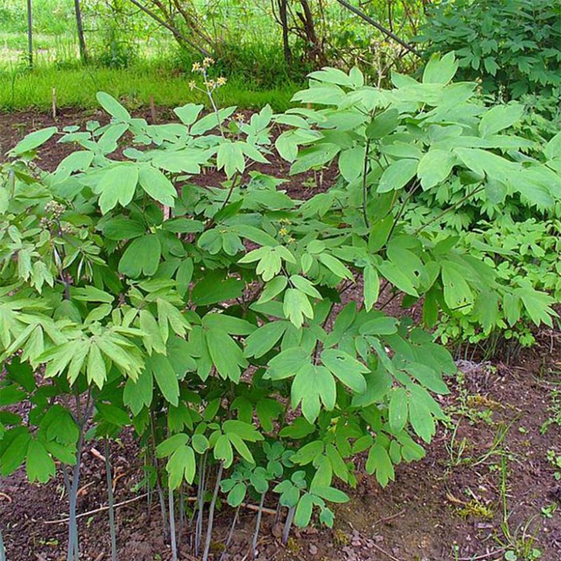 Caulophyllum thalictroides (Port)