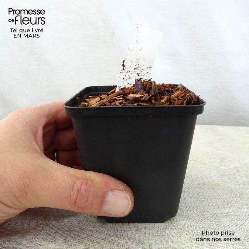 Spécimen de Caulophyllum thalictroides Godet de 9cm tel que livré au printemps