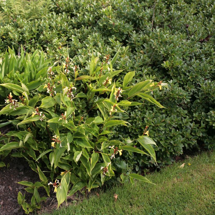 Cautleya gracilis (Port)